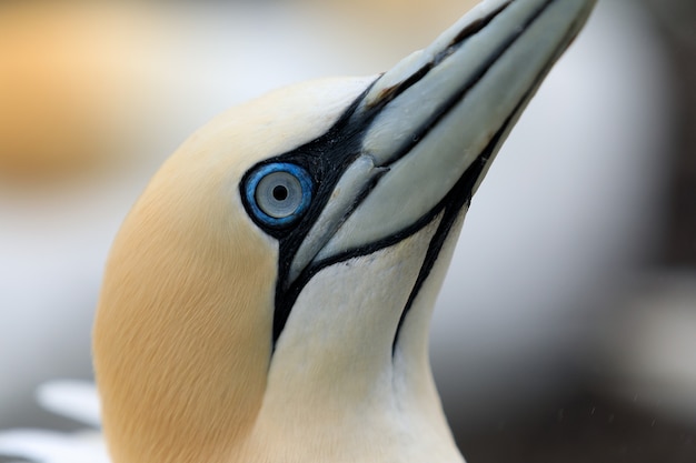 Colonie D'oiseaux De Fou De Bassan, Photo En Gros De Fou De Bassan, Bass Rock, Ecosse