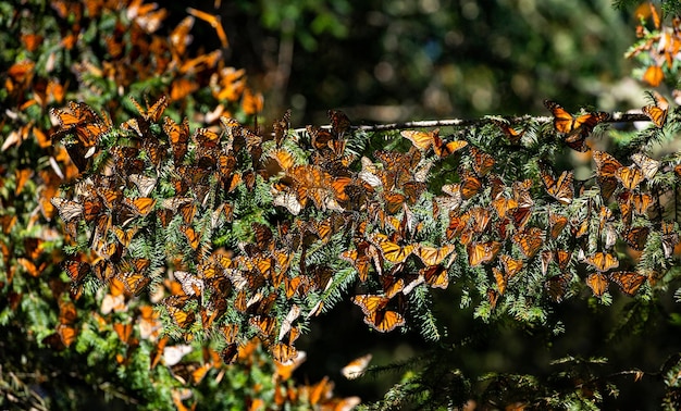 Colonie de papillons monarques Danaus plexippus sont assis sur des branches de pin dans un parc El Rosario Réserve de la Biosfera Monarca Angangueo État de Michoacan Mexique