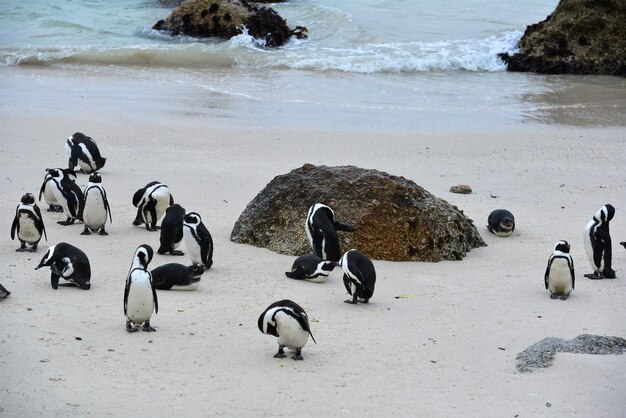 Photo colonie de pingouins - plage des rochers - afrique du sud