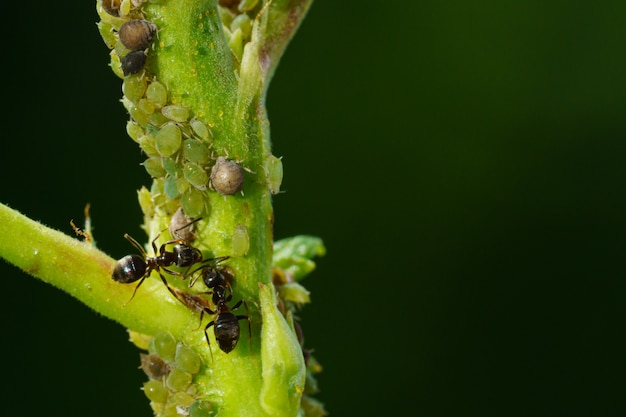 Une colonie de pucerons et de fourmis sur les plantes de jardin