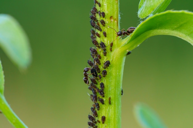 Une colonie de pucerons et de fourmis sur les plantes de jardin