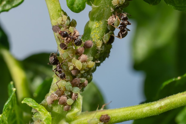 Une colonie de pucerons et de fourmis sur les plantes de jardin