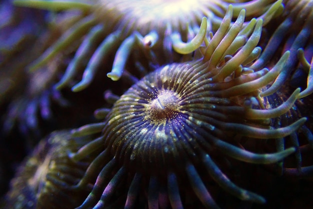 Les colonies de polypes de Zoanthid sont une décoration vivante colorée incroyable pour chaque réservoir d'aquarium de récif corallien