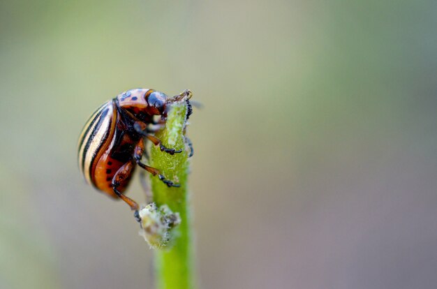 Colorado beetle de la pomme de terre Leptinotarsa decemlineata rampant sur les feuilles de pomme de terre