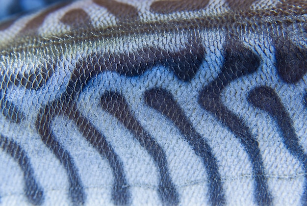 Coloration de la peau du poisson maquereau close up