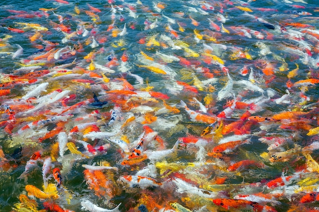 Coloré de beaux poissons koi dans l&#39;étang.