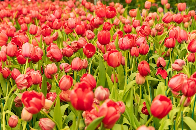 Photo coloré, champ, fleurs, tulipe, printemps, tulipe rouge