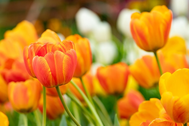 Photo coloré de champ de fleurs de tulipes au printemps, tulipe orange