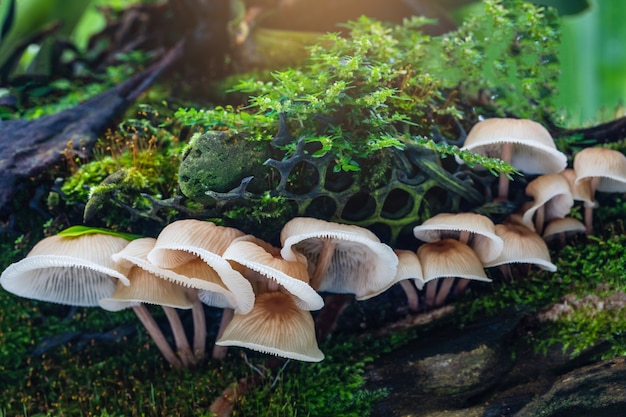 Coloré de champignons dans la forêt tropicale.