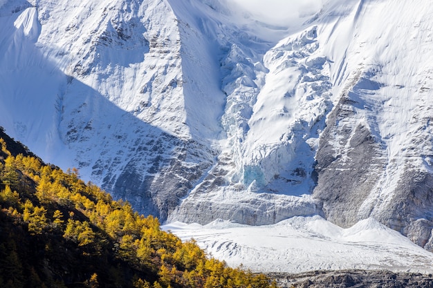 Coloré dans la forêt d'automne et la montagne de neige à la réserve naturelle de Yading, le dernier Shangri la