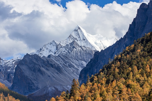 Coloré dans la forêt d'automne et la montagne de neige à la réserve naturelle de Yading, le dernier Shangri la