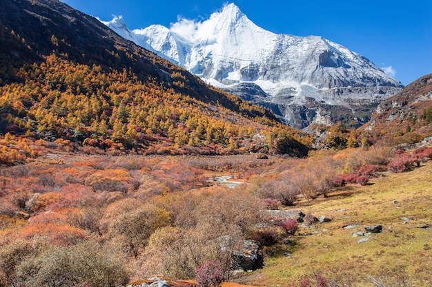 Coloré dans la forêt d'automne et la montagne de neige à la réserve naturelle de Yading, le dernier Shangri la