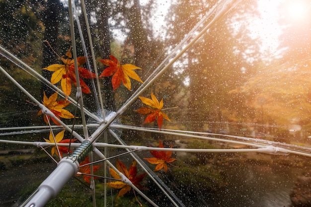 Coloré d&#39;érable japonais tombé sur le parapluie