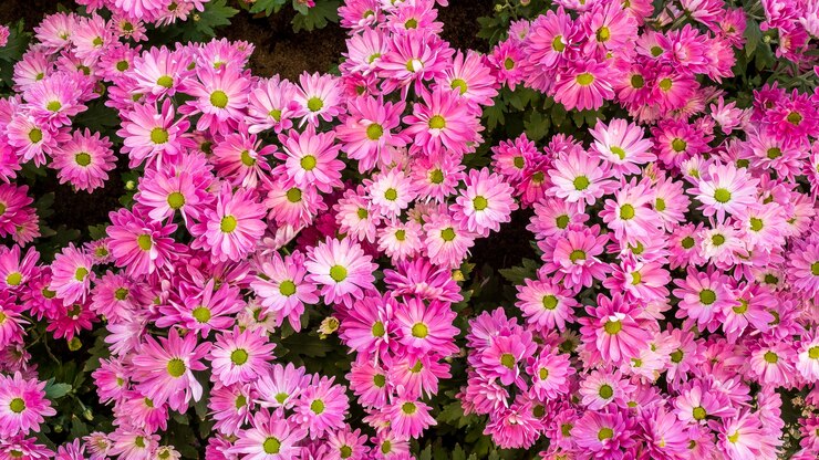coloré de fleur