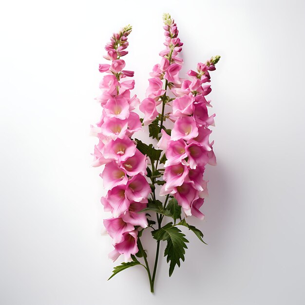 Coloré isolé de fleur de foxglove mettant en valeur les hautes flèches du concept créatif conception de l'idée