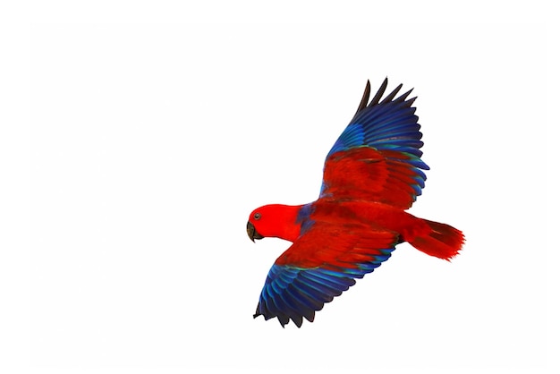 Coloré de perroquet Eclectus volant isolé sur fond blanc