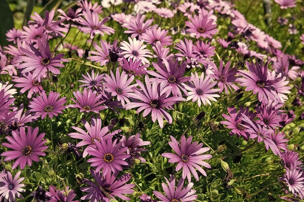 Colorez votre jardin de printemps avec l'ostéospermum Blooming osteospermum plant Marguerites du Cap en fleurs