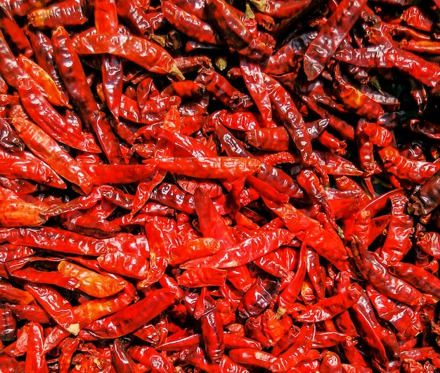 Colorful Chilli rouge