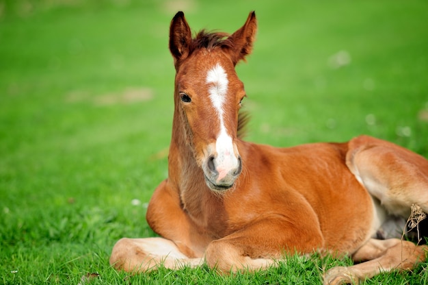 Colt sur un pré en journée d'été