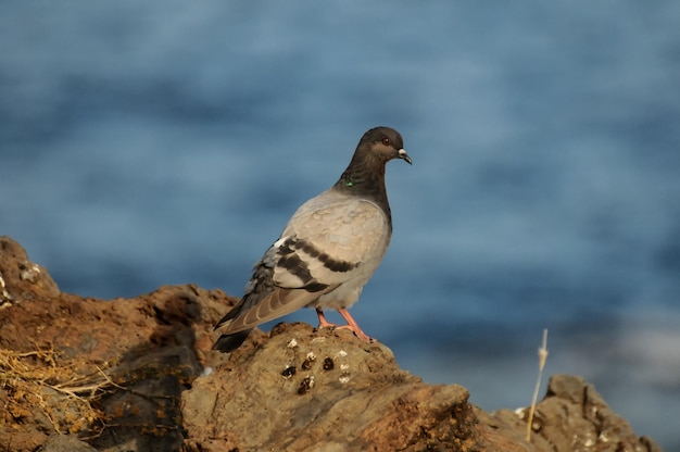 Columba Livia