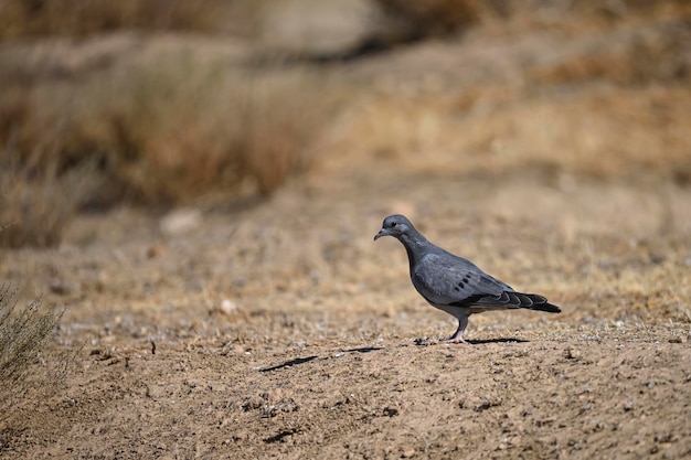 Columba oenas ou pigeon zurita est un oiseau qui appartient à la famille des columbidés