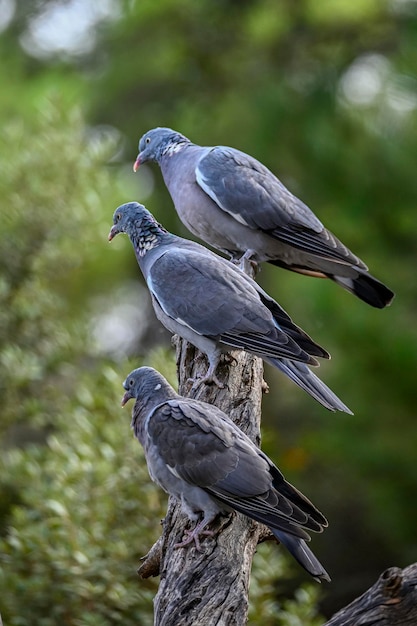 Columba palumbus Le pigeon ramier est une espèce d'oiseau columbiforme de la famille des Columbidae