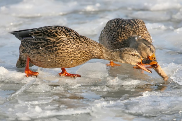 Le Colvert (anas Platyrhynchos) Lutte Pour Se Nourrir Sur La Glace De La Rivière