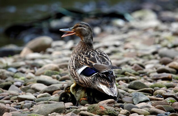 Colvert femelle avec sa couvée de dix canetons