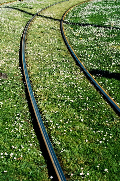 Colza au bord de la voie ferrée