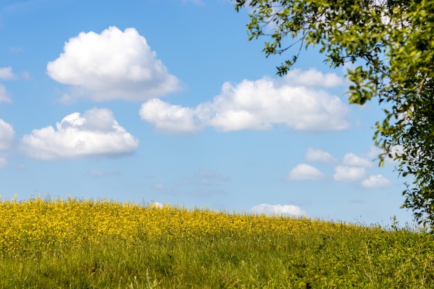 Le colza (Brassica napus) floraison dans la campagne du Sussex près d'East Grinstead