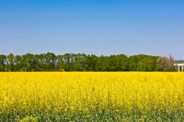 Colza, champ de fleurs jaunes