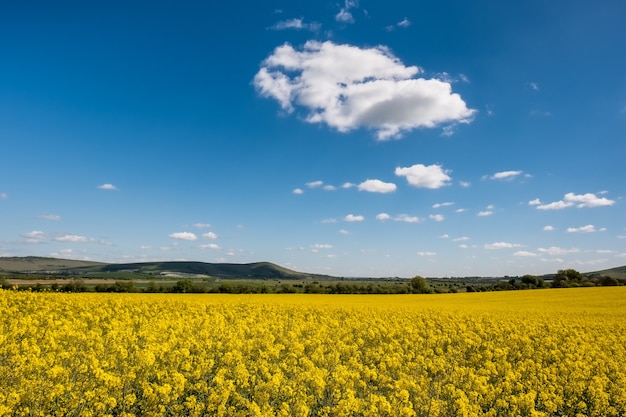 Colza dans la campagne Rolling Sussex