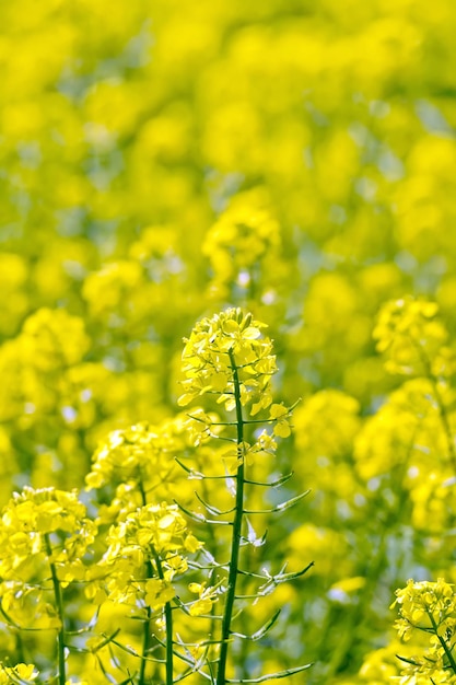 Colza fleur jaune sur terrain