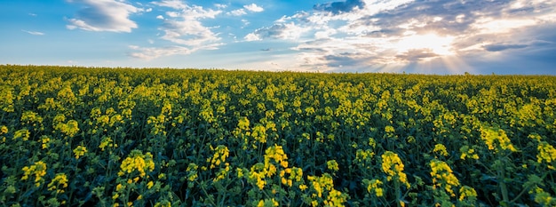 Le colza fleurit dans le champ du panorama du ciel du soir paysage agraire