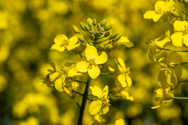 Colza à fleurs jaunes en été