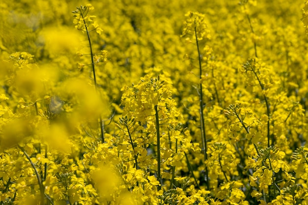 Colza à fleurs jaunes en été