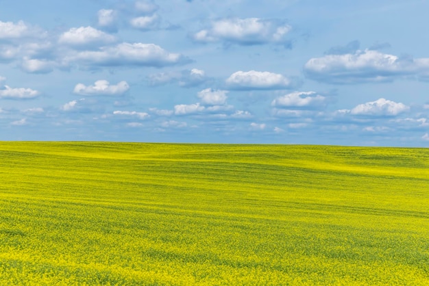 Colza à fleurs jaunes en été