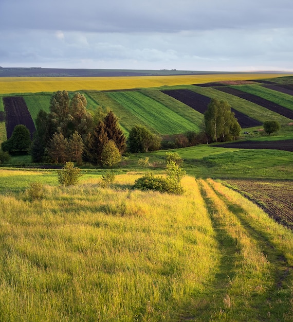 Colza à fleurs jaunes de printemps et champs de petites terres agricoles