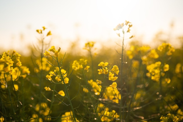 Colza en fleurs se bouchent