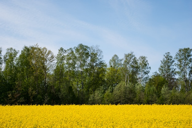 Colza jaune en fleur