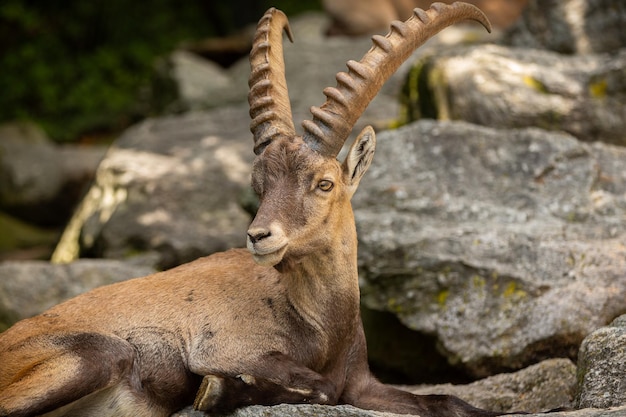 Combat de bouquetins dans la région des montagnes rocheuses Animaux sauvages en captivité Deux mâles se battant pour les femelles