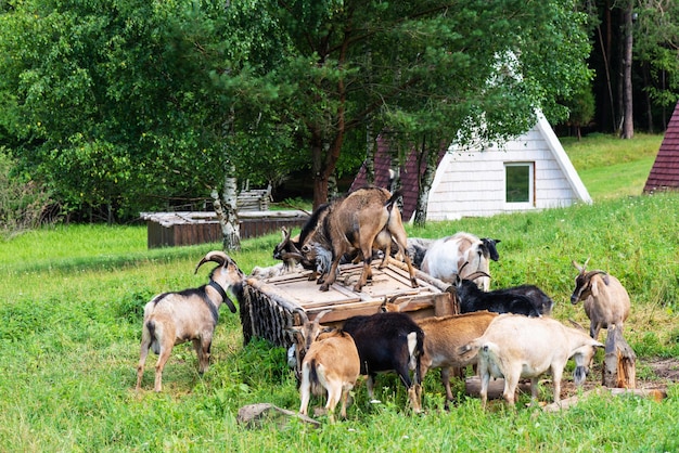 Combat de chèvres du village sur un anneau en bois