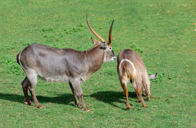 Combat De Deux Gazelles D'oryx