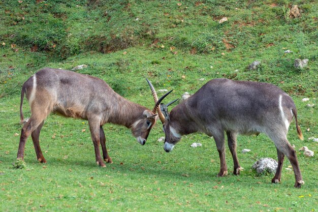 Combat de deux gazelles d'oryx