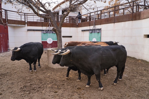 combats de taureaux dans les corrals