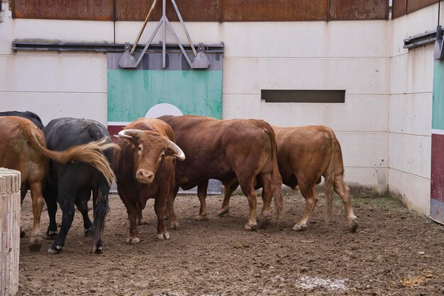 combats de taureaux dans les corrals