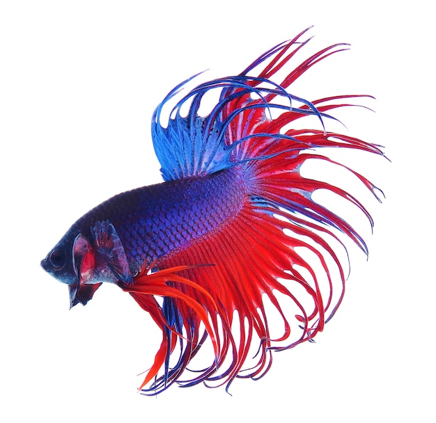 Combattre le poisson Poisson dragon coloré. isolé sur blanc. Betta Splendens