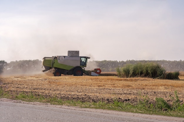 Combiner les récoltes sur le terrain. Récolte du blé. Les cigognes dans le domaine ramassent le grain