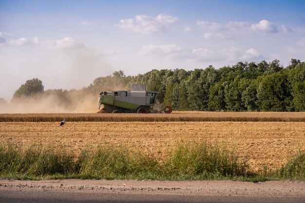 Combiner les récoltes sur le terrain. Récolte du blé. Les cigognes dans le domaine ramassent le grain