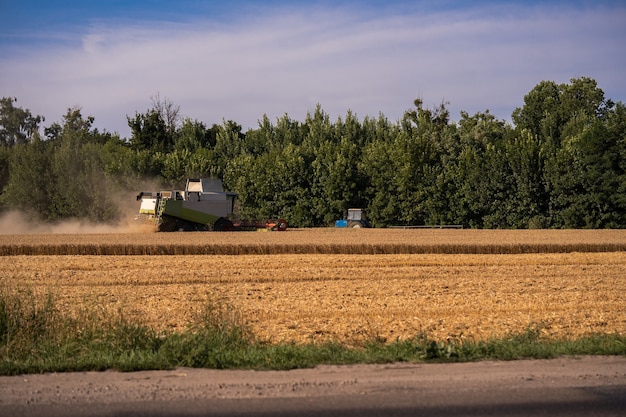 Combiner les récoltes sur le terrain. Récolte du blé. Les cigognes dans le domaine ramassent le grain